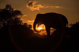 asia elephant in the forest at sunset photo