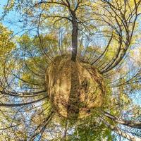 Spherical abstract aerial view in forest with clumsy branches in gold autumn. tiny planet transformation of spherical panorama 360 degrees. Curvature of space. photo