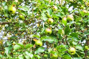 many ripe green apples on tree branches in orchard photo