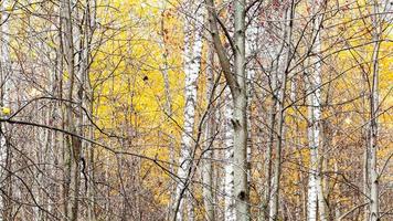 panoramic view of tree trunks and yellow leaves photo