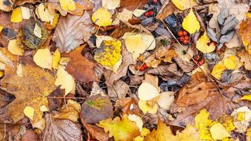 vista de hojas caídas mojadas en el suelo a fines del otoño foto