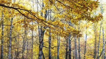 panoramic view of oak foliage and birch grove photo