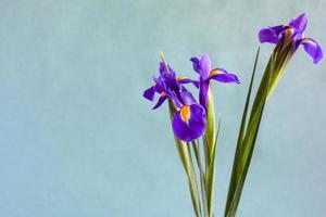 purple iris flowers on gray green background photo