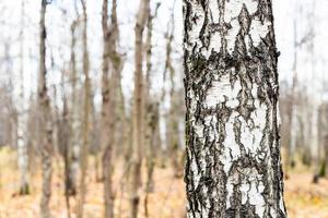 birch tree trunk close up and bare trees in autumn photo