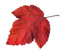 fallen red leaf of ninebark physocarpus shrub photo