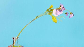 artificial flower in bottle on blue background photo