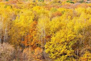 colorful yellow forest on sunny autumn day photo