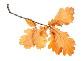 branch with brown oak leaves in autumn isolated photo