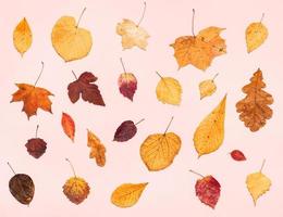 various dried autumn fallen leaves on light pink photo