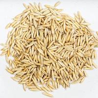 pile of unhulled common oat grains closeup on gray photo