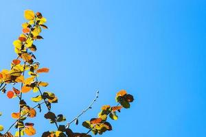 ramitas coloridas de árbol y copyspace con cielo azul foto