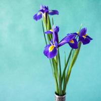 flores de iris natural sobre fondo de textura verde foto