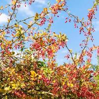 colorful barberry with ripe fruits in autumn day photo