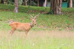 Deer herd in meadow scene at forest, Thailand photo