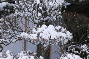 Winter scene, snow on pine branches. photo