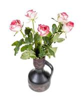 fresh pink white roses in ceramic jug isolated photo