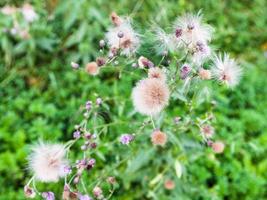 seeds and flowers of Creeping Thistle in summer photo