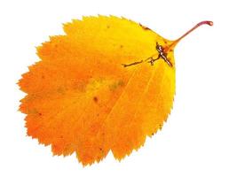 orange fallen leaf of hawthorn tree isolated photo