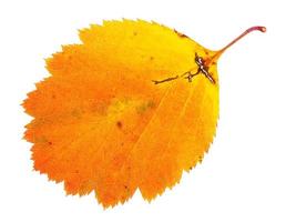 naranja hoja caída de árbol de espino aislado foto