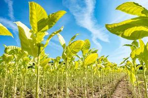 Tobacco field plantation under blue sky with big green leaves photo