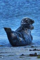 Grey seal on the beach of Heligoland - island Dune photo