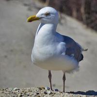 european herring gull on heligoland photo