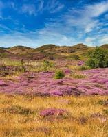 colorfull Island of Texel - Netherlands photo