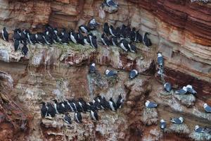 common murre on Heligoland photo