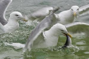 seagul hunting a fish photo