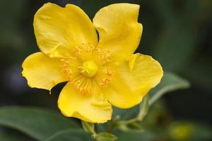 Hypericum - a yellow blossom - close-up photo