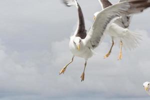 seagul en la isla de texel foto