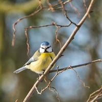 blue tit in  the winter on a tree photo