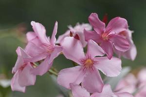 Oleander - blossom of pink Oleander flowers photo