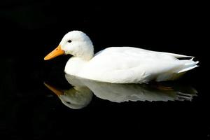 White duck on black sea photo