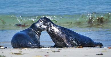 foca gris en la playa de heligoland - duna de la isla foto