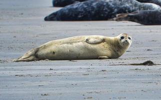 foca gris en heligolandia foto