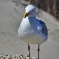 gaviota argéntea europea en heligoland foto