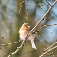 single chaffinch on a tree in the winter photo