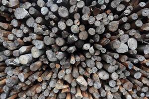 madera de mangle para ser procesada como carbón vegetal foto
