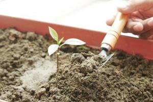 gardening tools and plant on a table with copy space photo