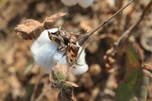 Close-up of Ripe cotton   on branch photo