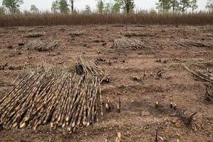 Sugarcane field fired photo