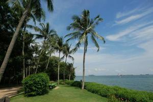 royal palm trees row in tropical sentosa sea beach singapore photo