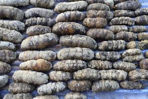 Drying Sea Cucumber Outdoor photo