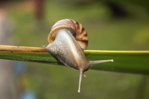 the snail crawls to the edge of the leaf and looks down on a blurred background photo