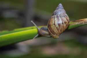 a snail crawling on a leaf photo