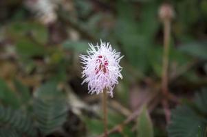 flower of mimosa pudica thorn plant photo