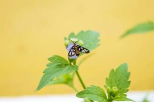 huebneri, a small butterfly perched on a praxelis flower. nature photography photo
