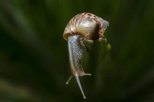 the snail crawls to the edge of the leaf and looks down on a blurred background photo