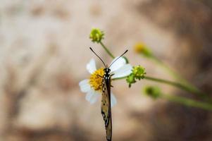 la mariposa acraea terpsicore posada sobre una flor bidens pilosa foto